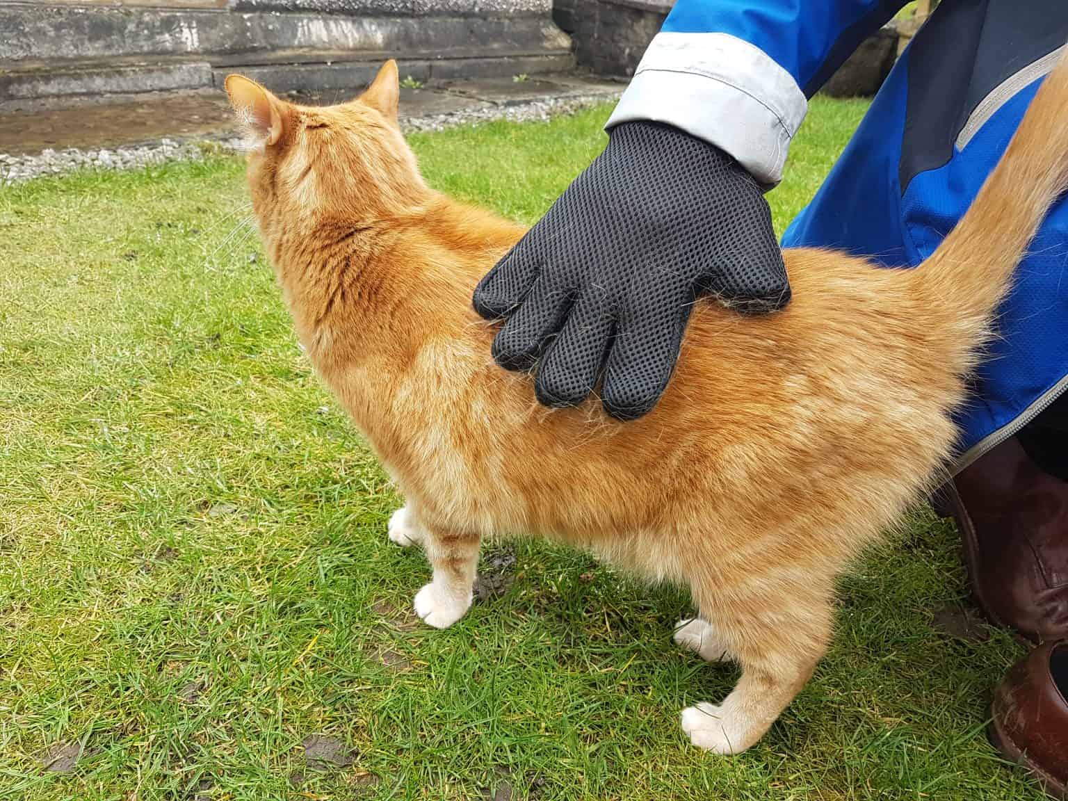 The 5 Best Cat Grooming Brushes In The UK Brit Buyer