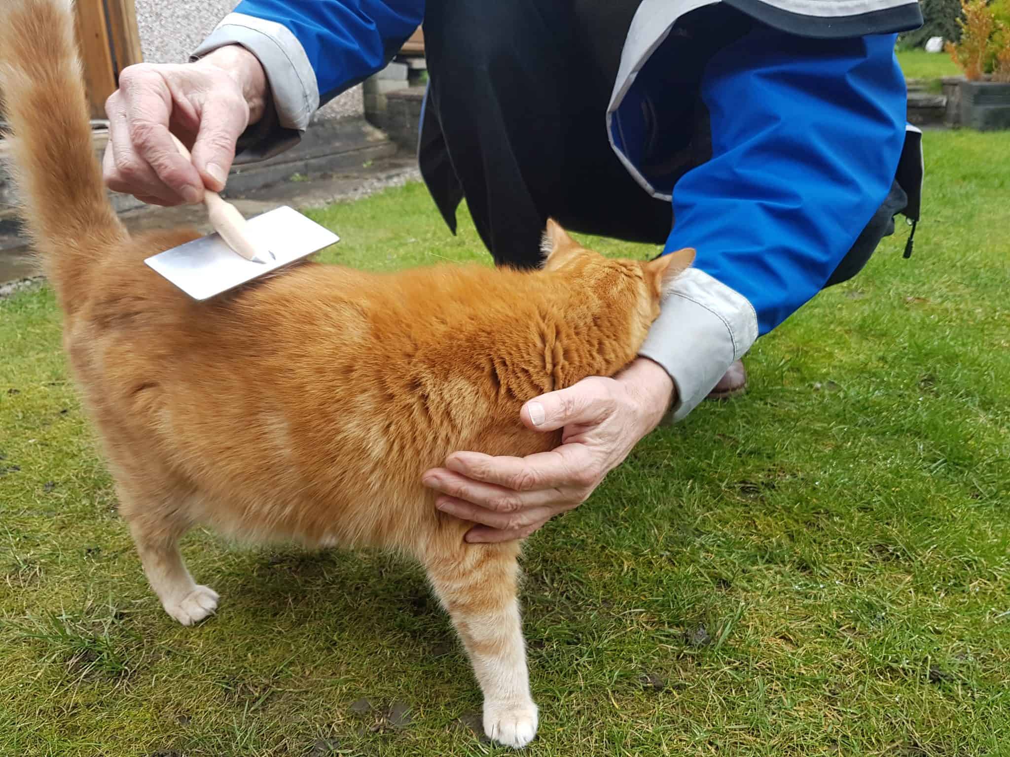 The 5 Best Cat Grooming Brushes In The UK Brit Buyer