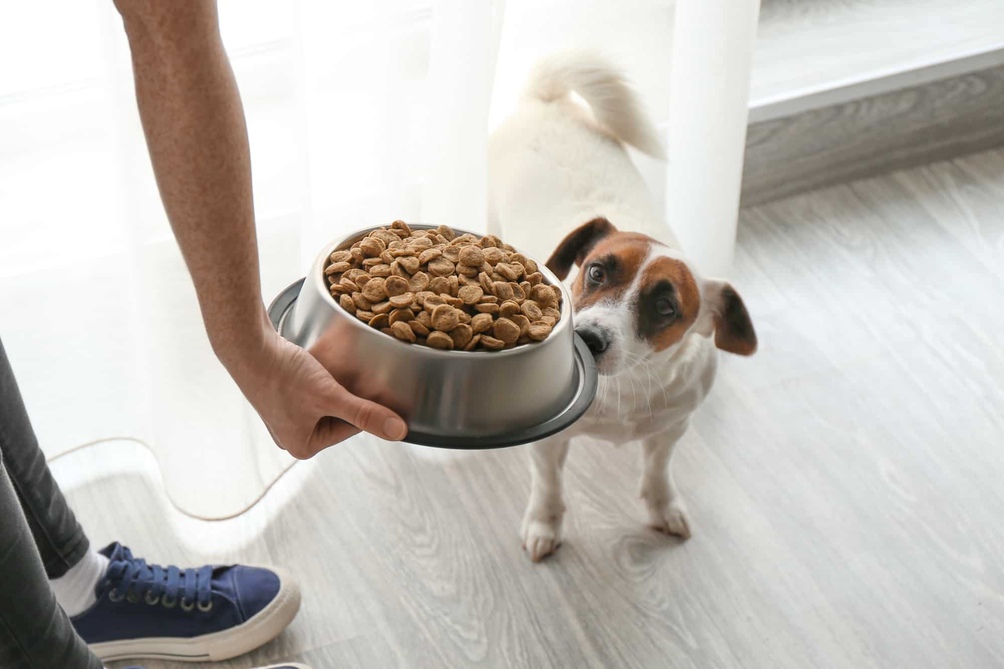 The Best UK Dog Food for Breeds with Sensitive Stomachs - Brit Buyer