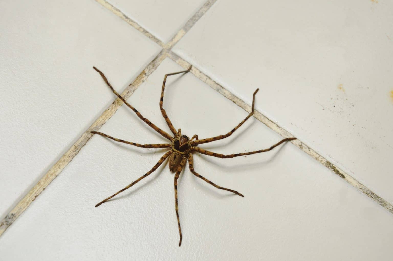 Does Hoovering a Spider Kill It? What Happens? Brit Buyer