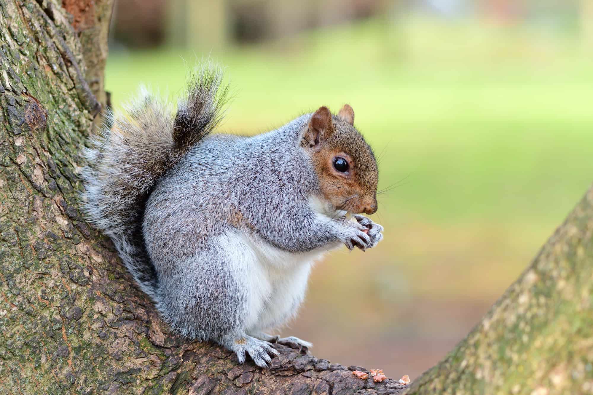 Can You Legally Shoot Squirrels in Your Garden in the UK? Brit Buyer
